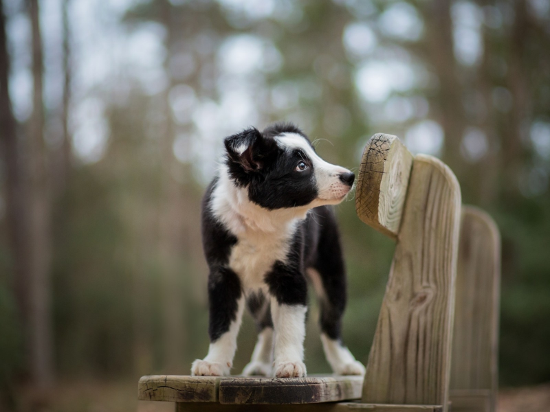 щенок, маленький, стоит на скамейке