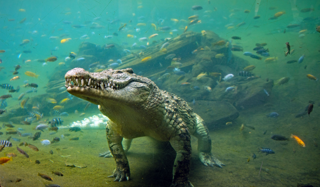 крокодил, под водой