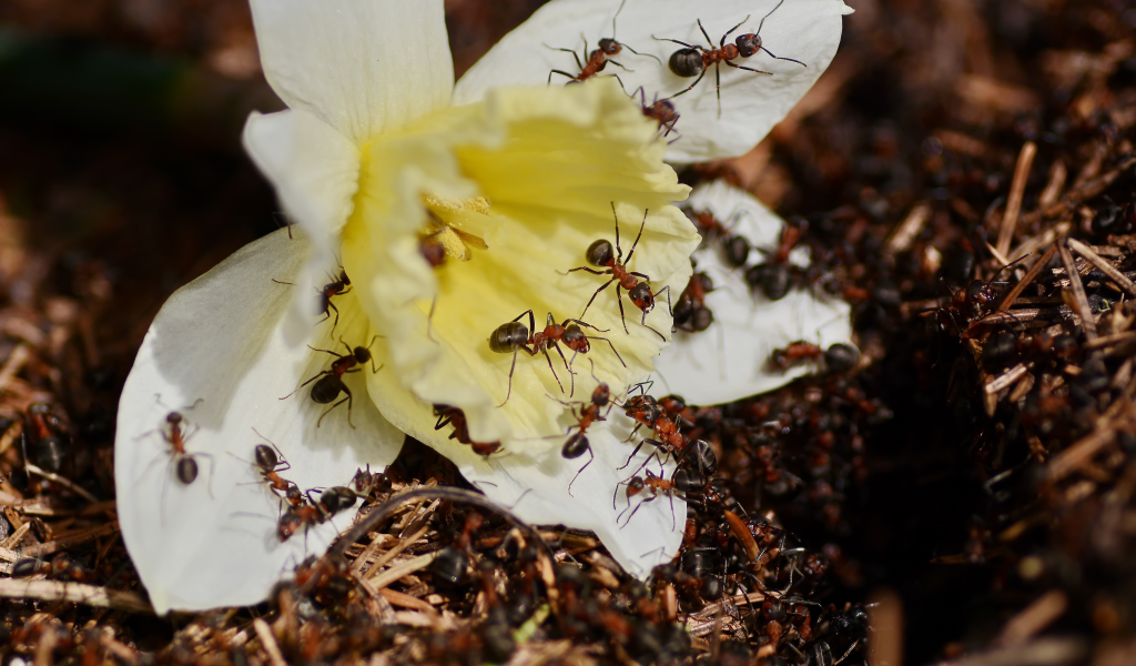 муравьи, цветок