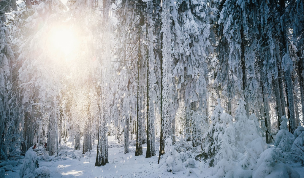 снег, зима, деревья, солнце