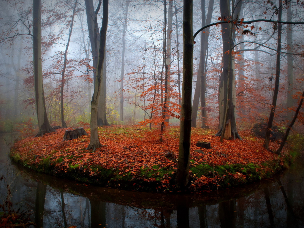 лес, река, осень