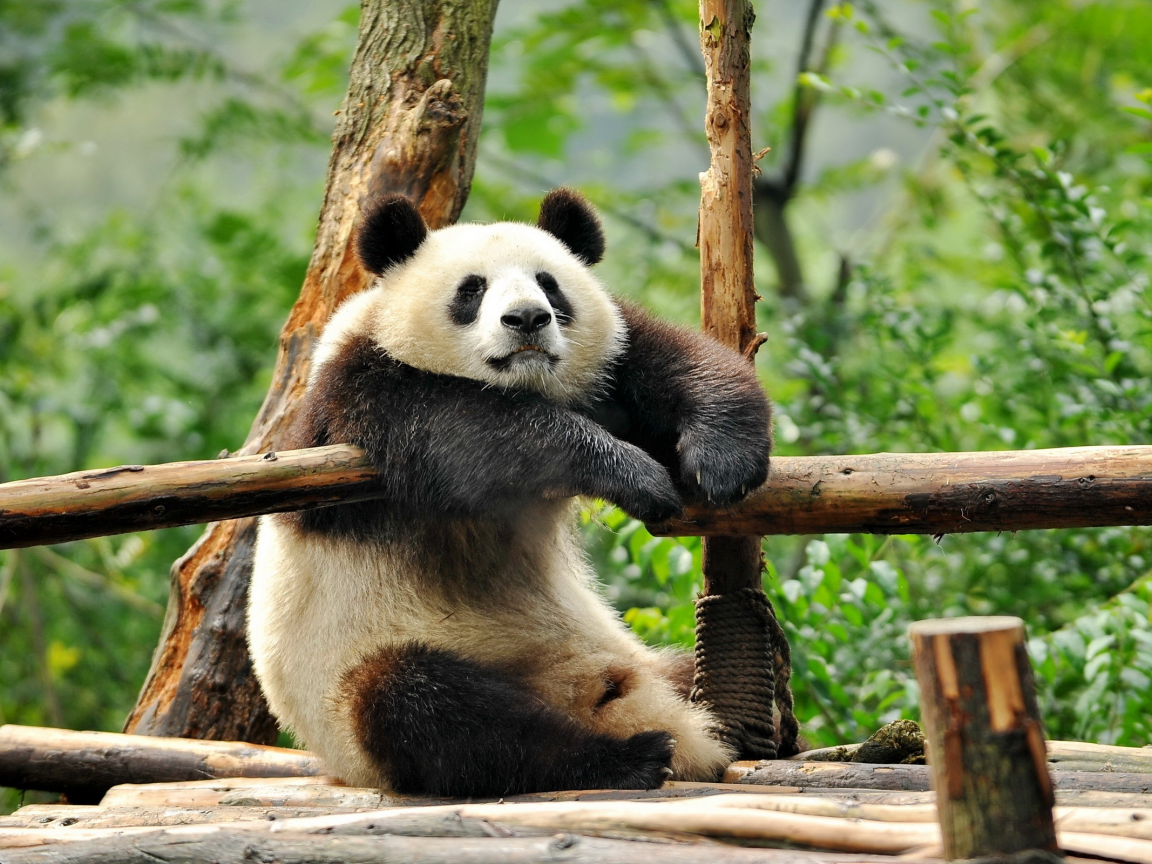 панда, сидит, дерево