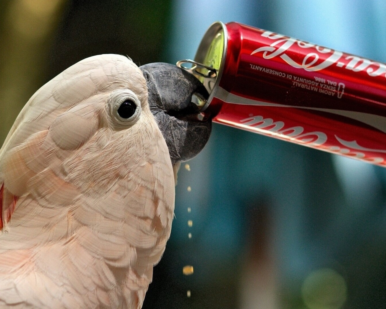 попугай, птица, пьёт coca cola
