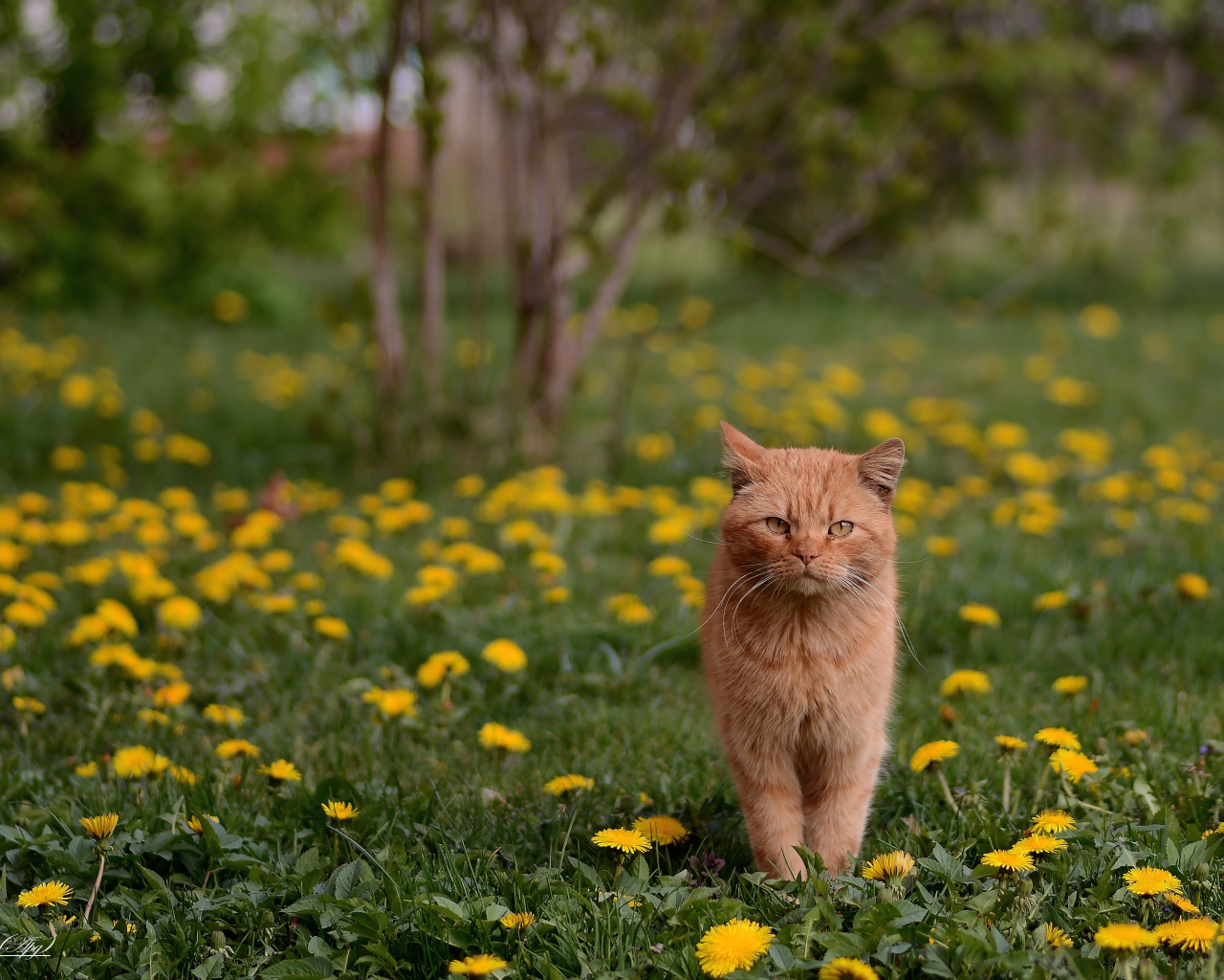 весна, трава, кошка, газон