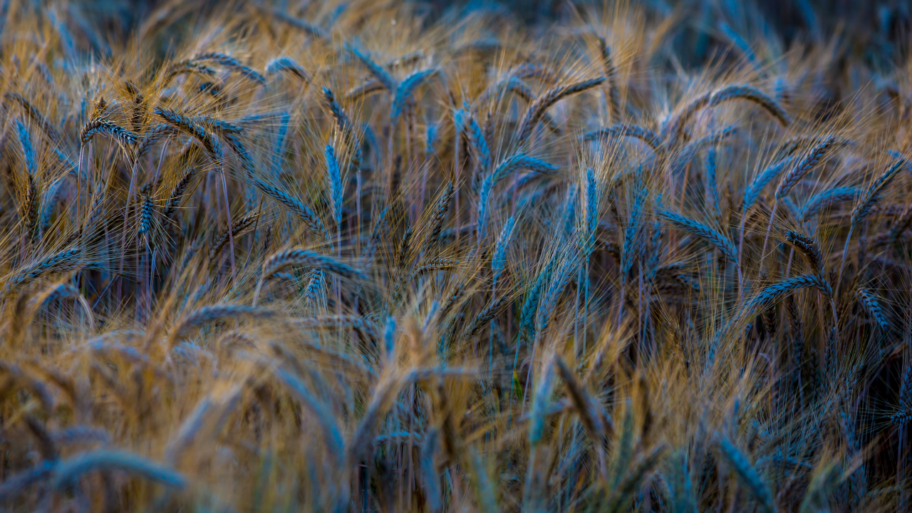 пшеница, поле, колосья