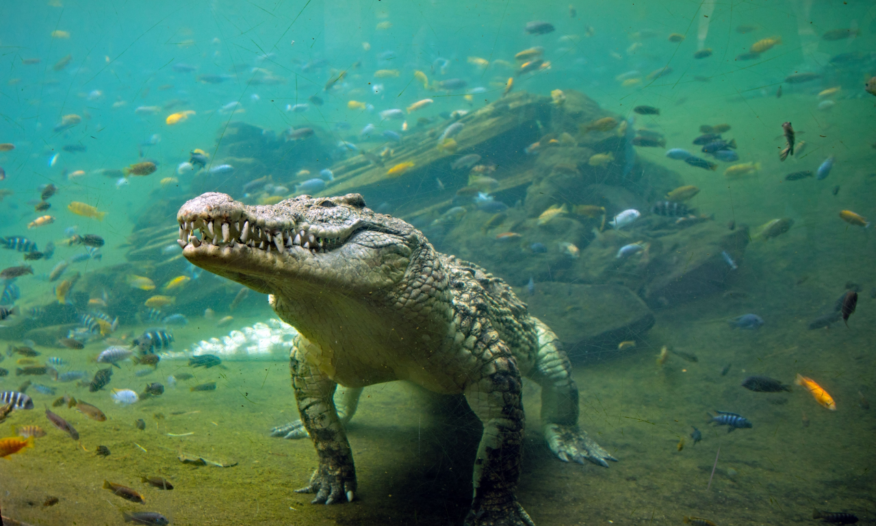 крокодил, под водой