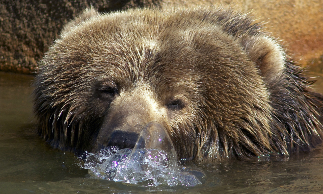 медведь, в воде