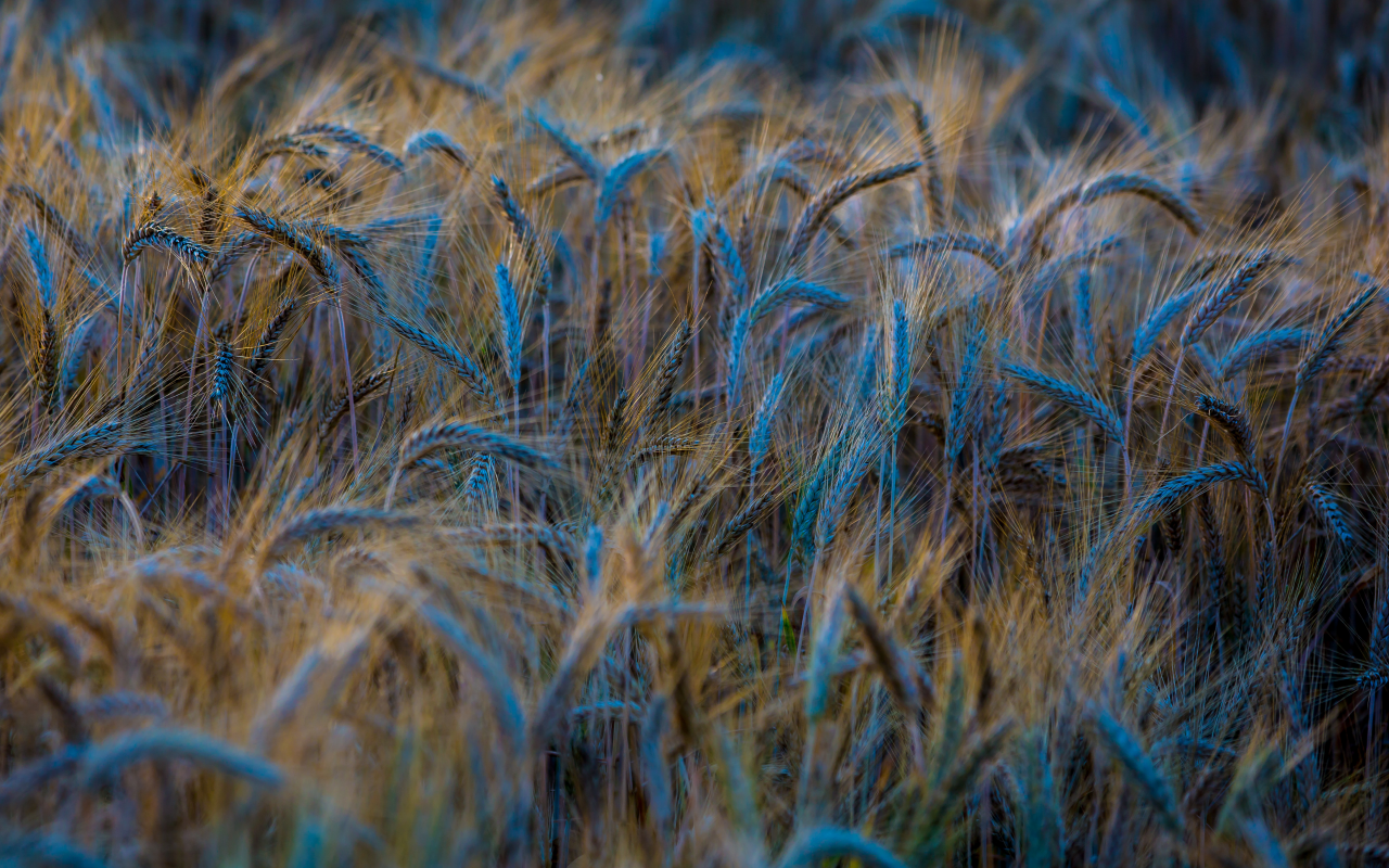 пшеница, поле, колосья