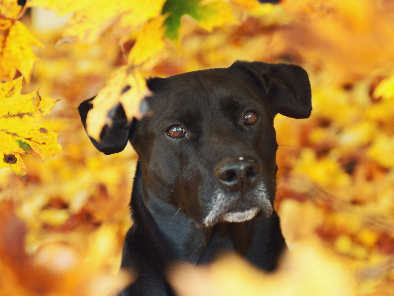 собака, животное, листья, осень