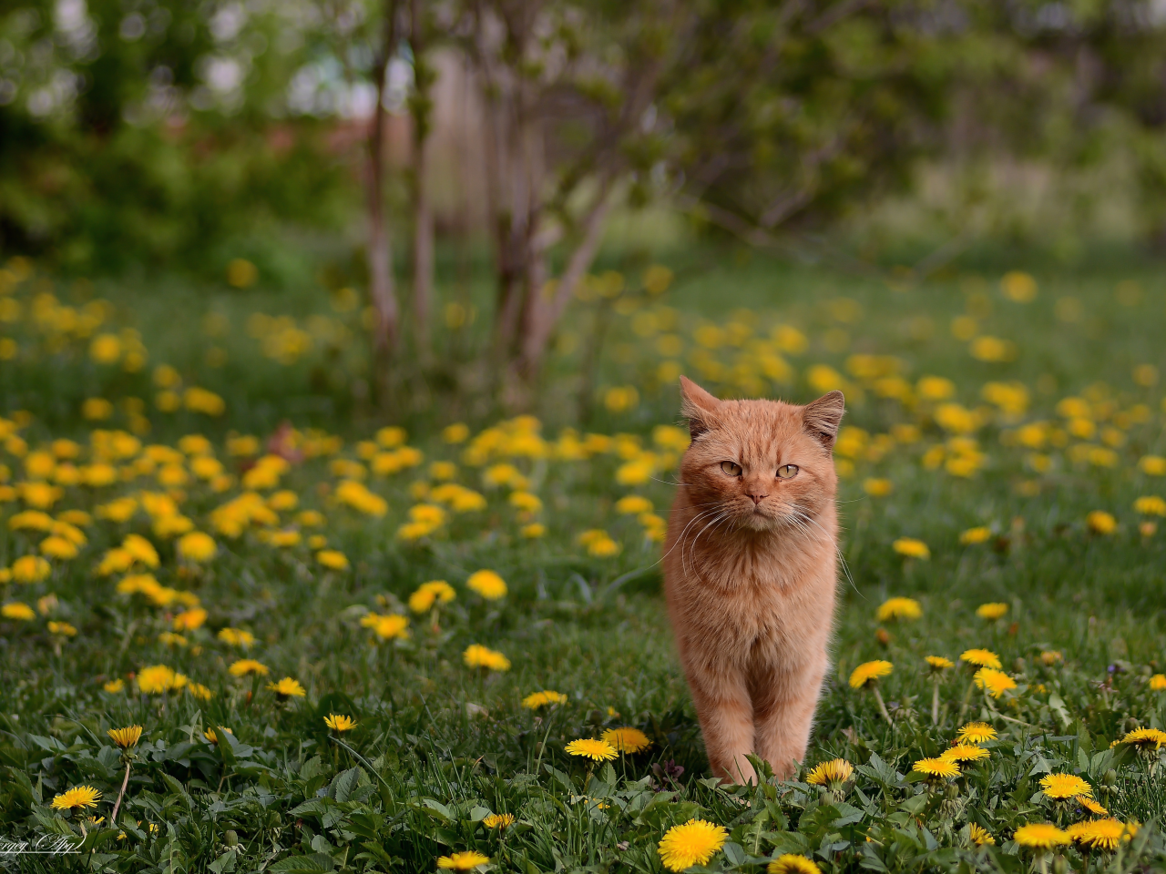 весна, трава, кошка, газон