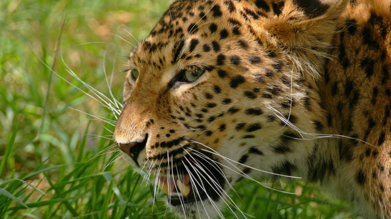 леопард, животное, хищник