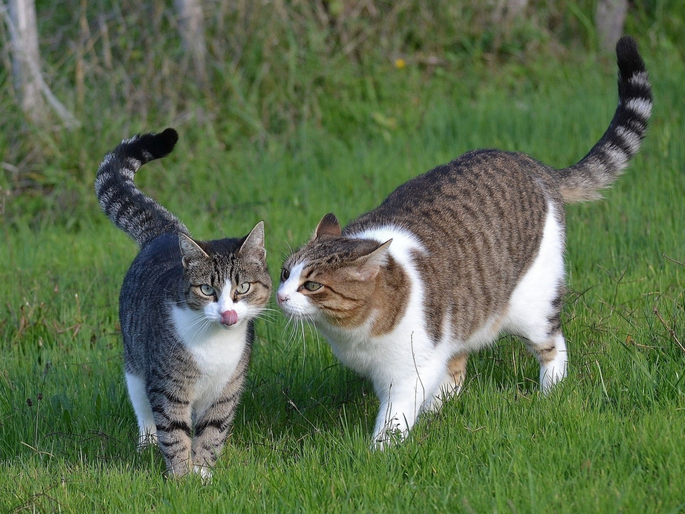 кошки, трава