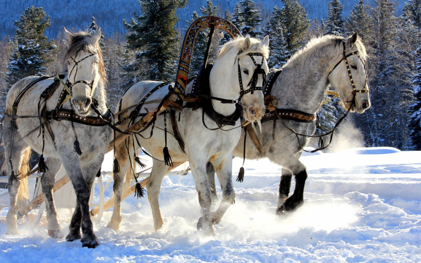 тройка, кони, снег