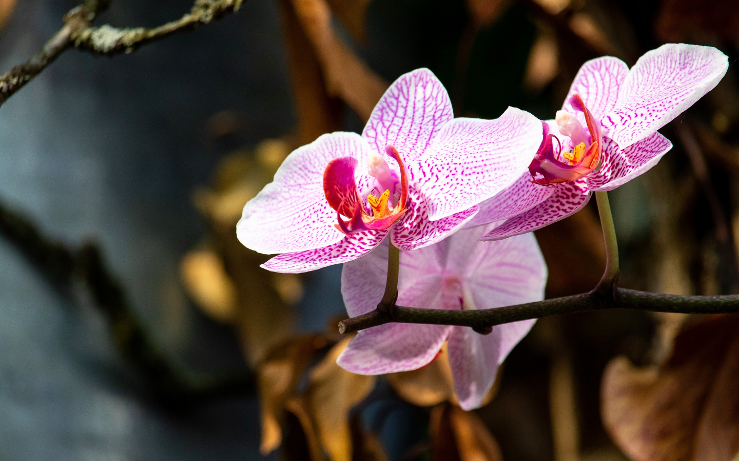 орхидеи, ветки