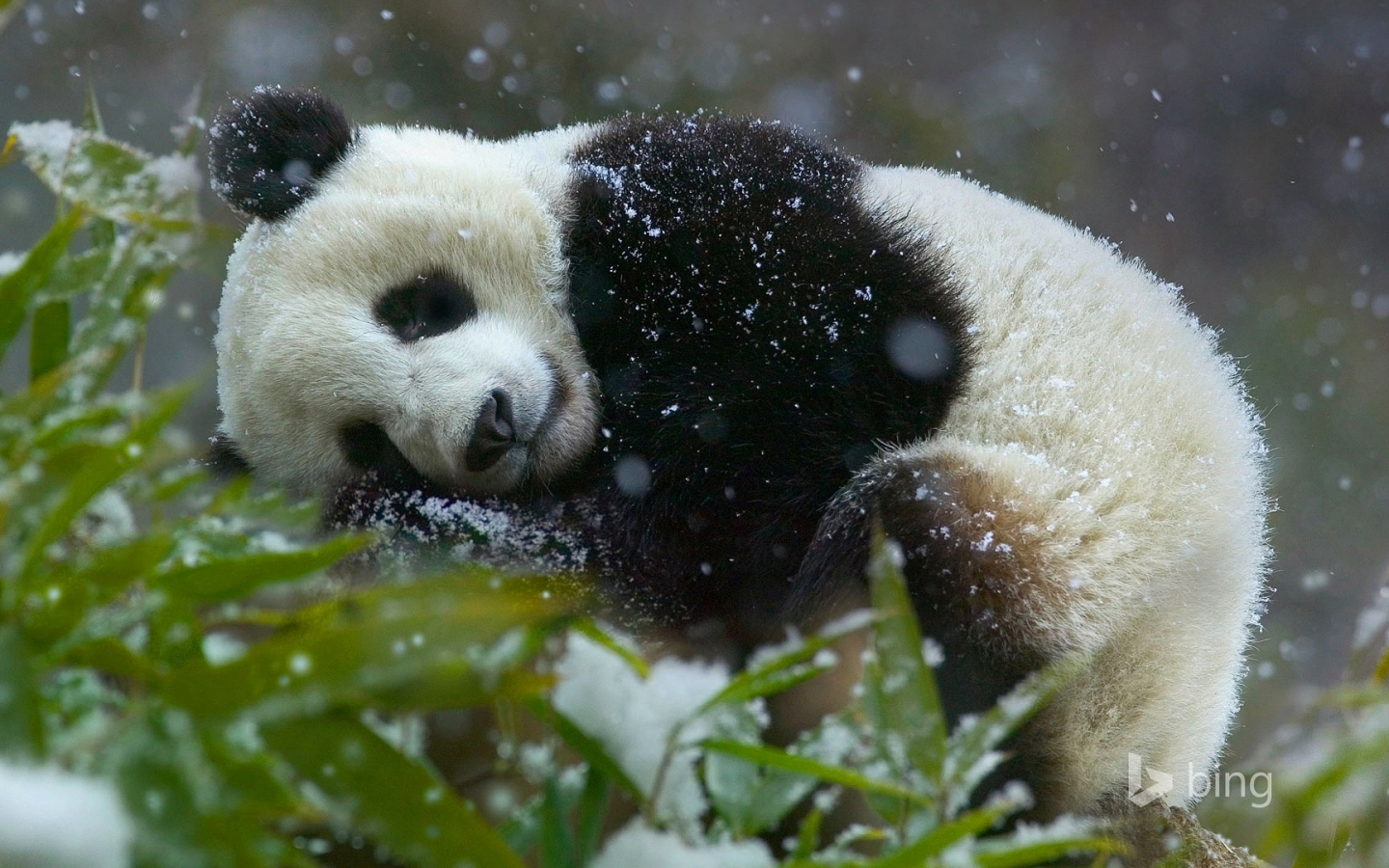 панда, лежит, снег