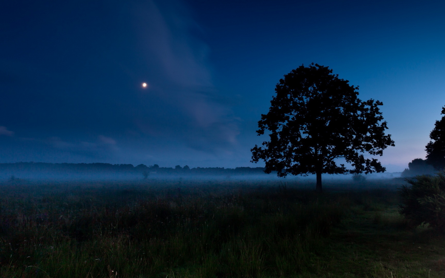 поле, ночь, дерево