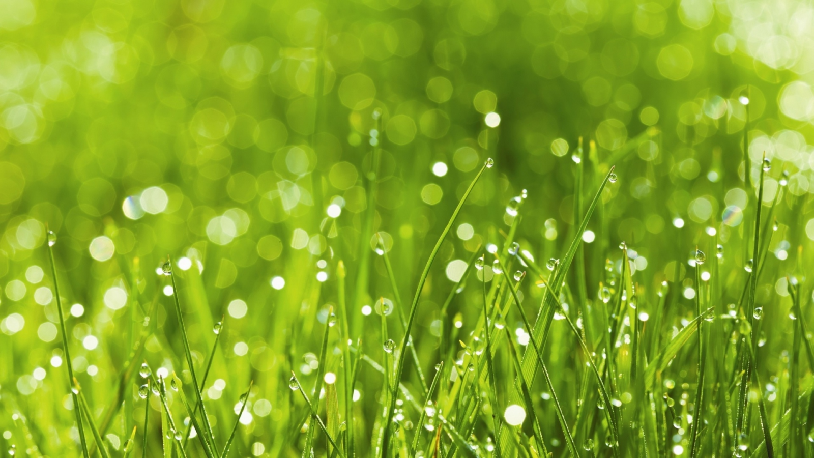 трава зелёная, капли дождя