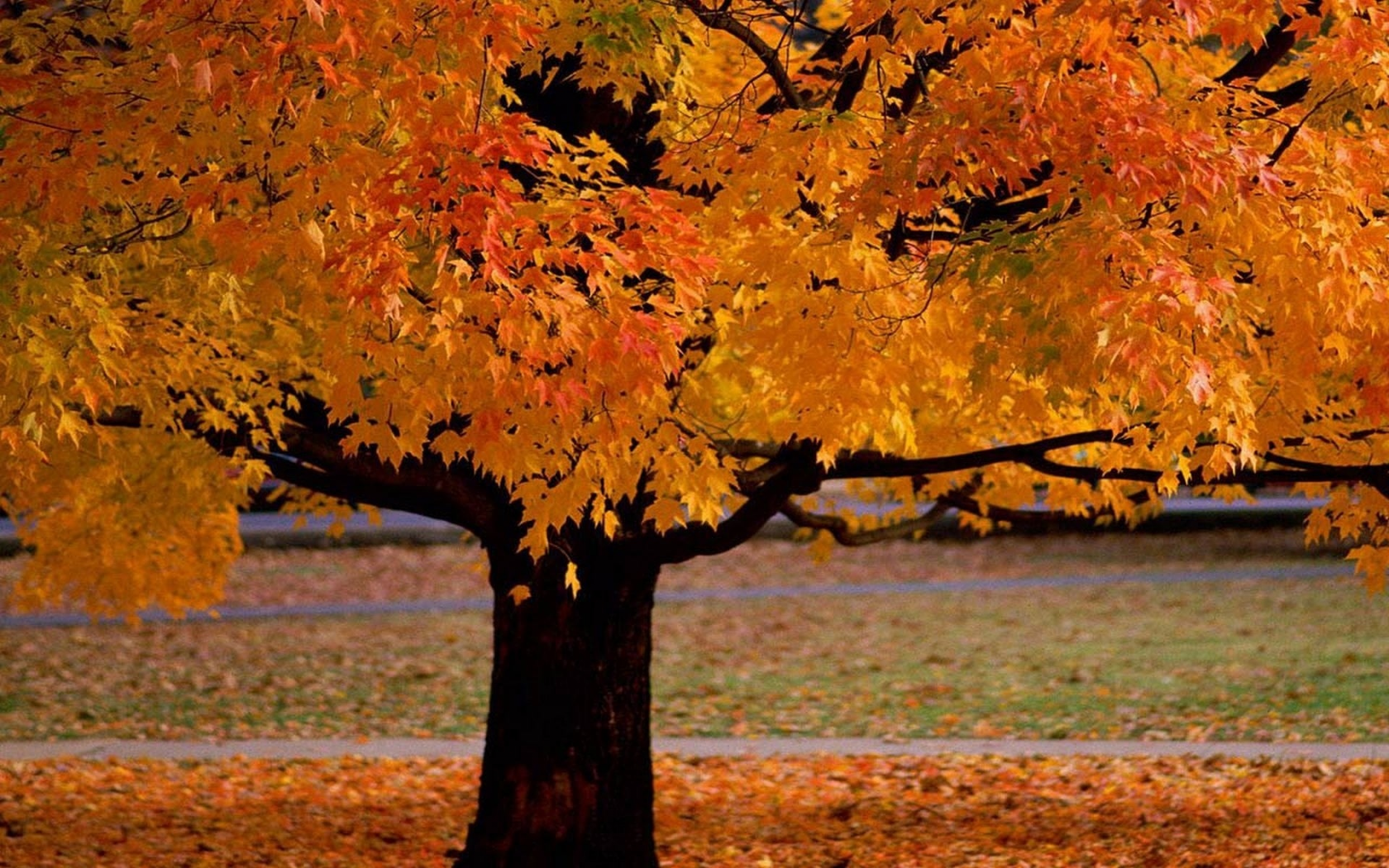 дерево, листья жёлтые, осень
