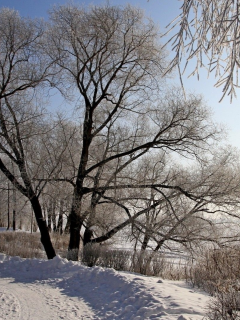 зима, снег, деревья, дорога