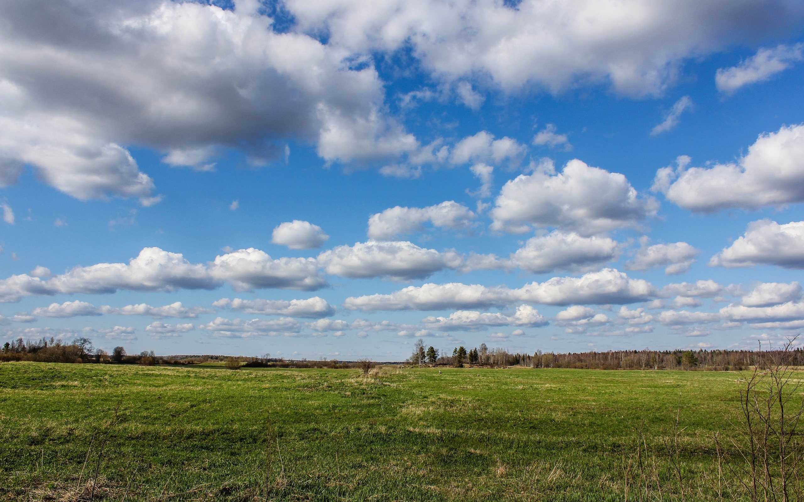 поле, трава зелёная, лето, небо, облака