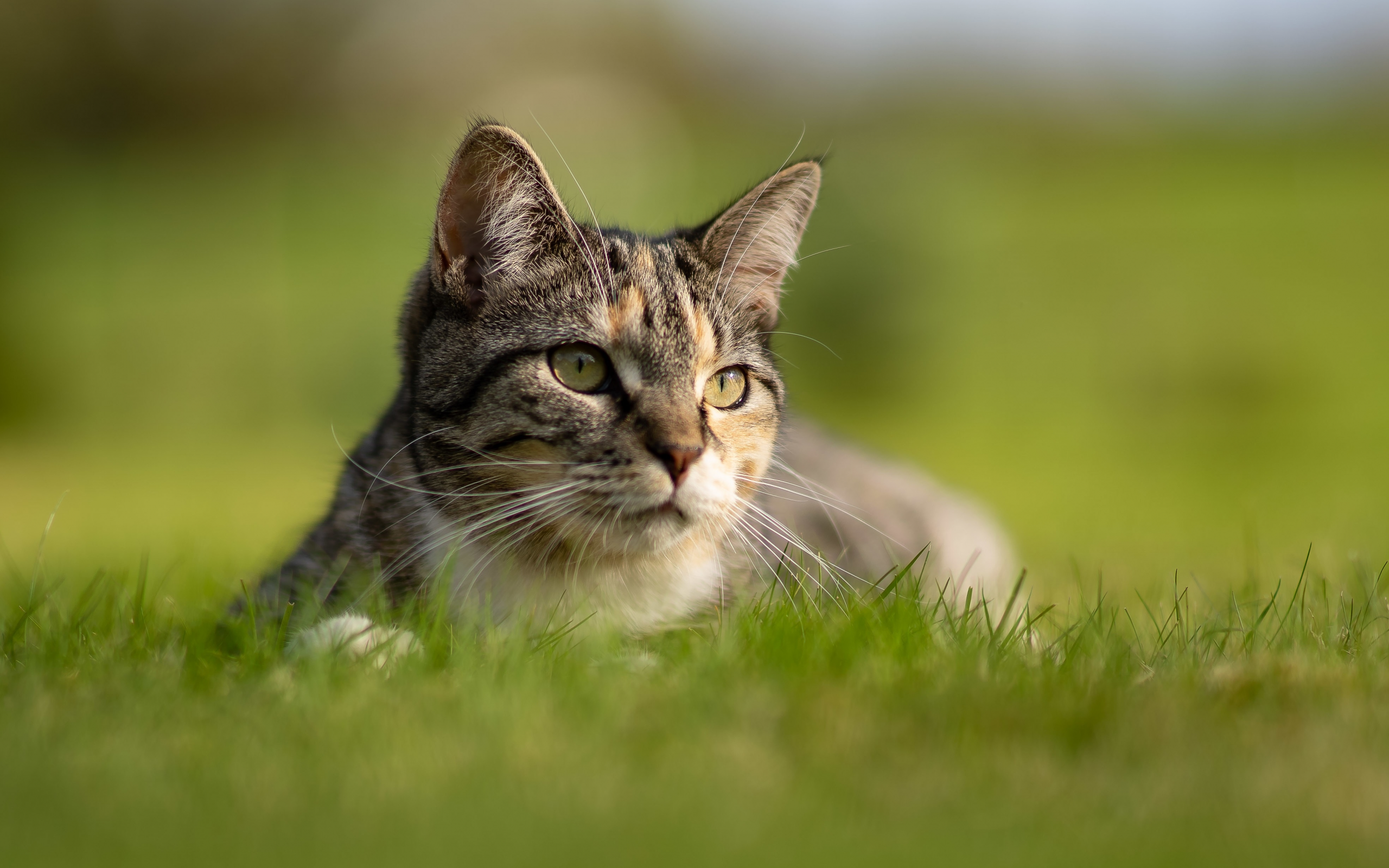кошка, трава