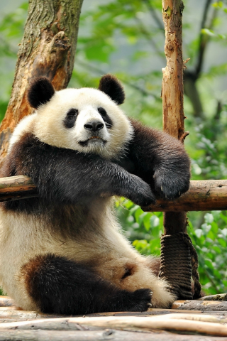 панда, сидит, дерево