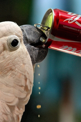 попугай, птица, пьёт coca cola