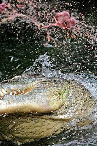 крокодил, добыча, брызги воды