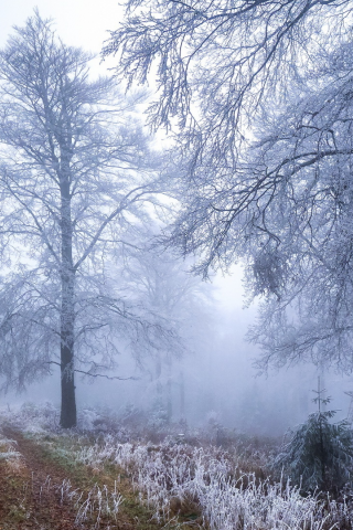 зима, снег, деревья, туман