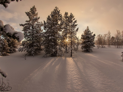 зима, снег, деревья, закат