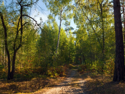 лес, деревья, дорога