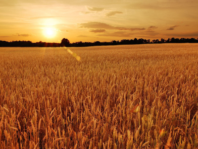 поле, пшеница, лето, небо, солнце