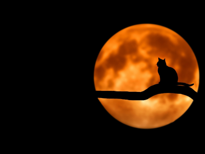 ночь, луна, ветка, кот, силуэт