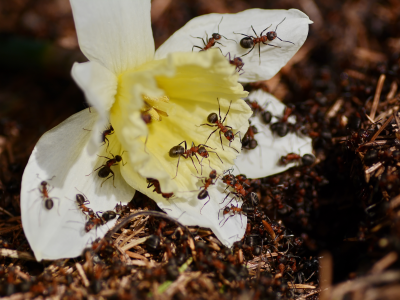 муравьи, цветок