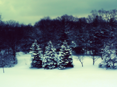 зима, снег, деревья, ёлки