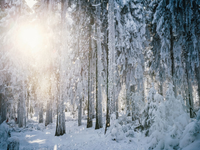 снег, зима, деревья, солнце