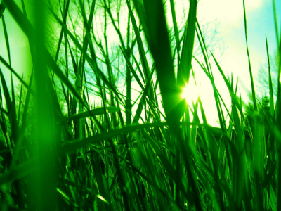 трава зелёная, макро