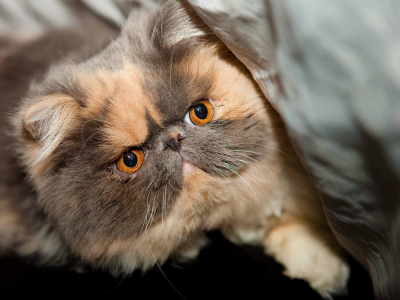 кот персидский, взгляд