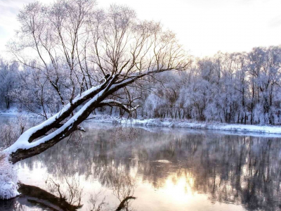 река, дерево, зима