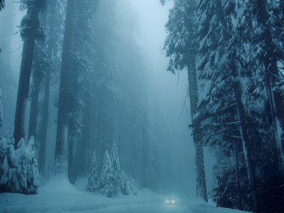 лес, деревья, зима, дорога, туман