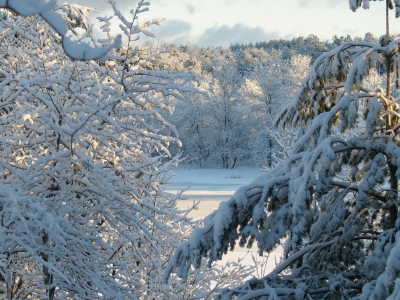 деревья, снег, зима