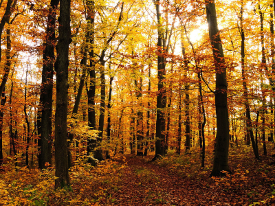 лес, деревья, осень, листопад