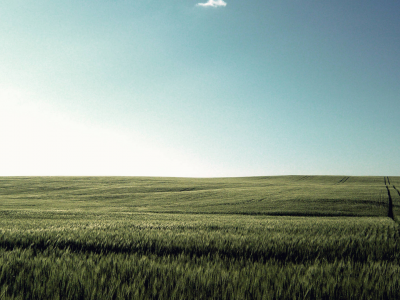 поле, трава зелёная, лето