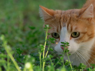кошка, животные, взгляд, уши, трава