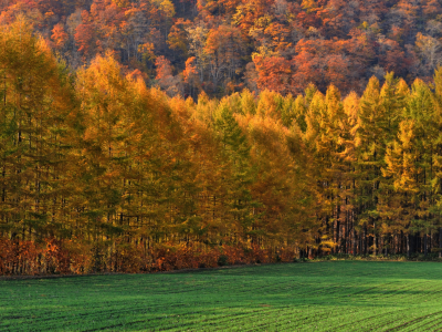 поле, лес, деревья, осень