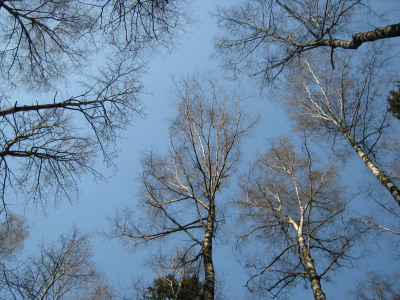 небо, лес, деревья, ветви