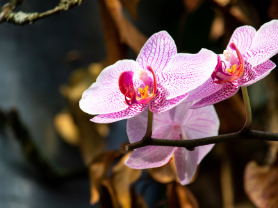 орхидеи, ветки