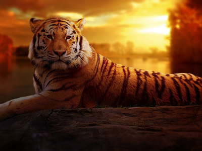 тигр, хищник, взгляд, закат
