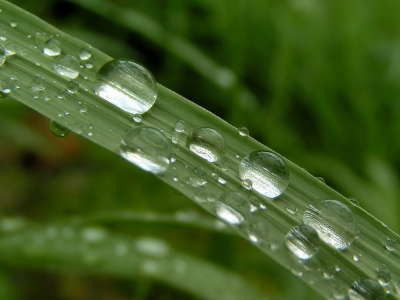 трава, капли дождя