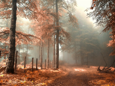 лес, деревья, осень, туман